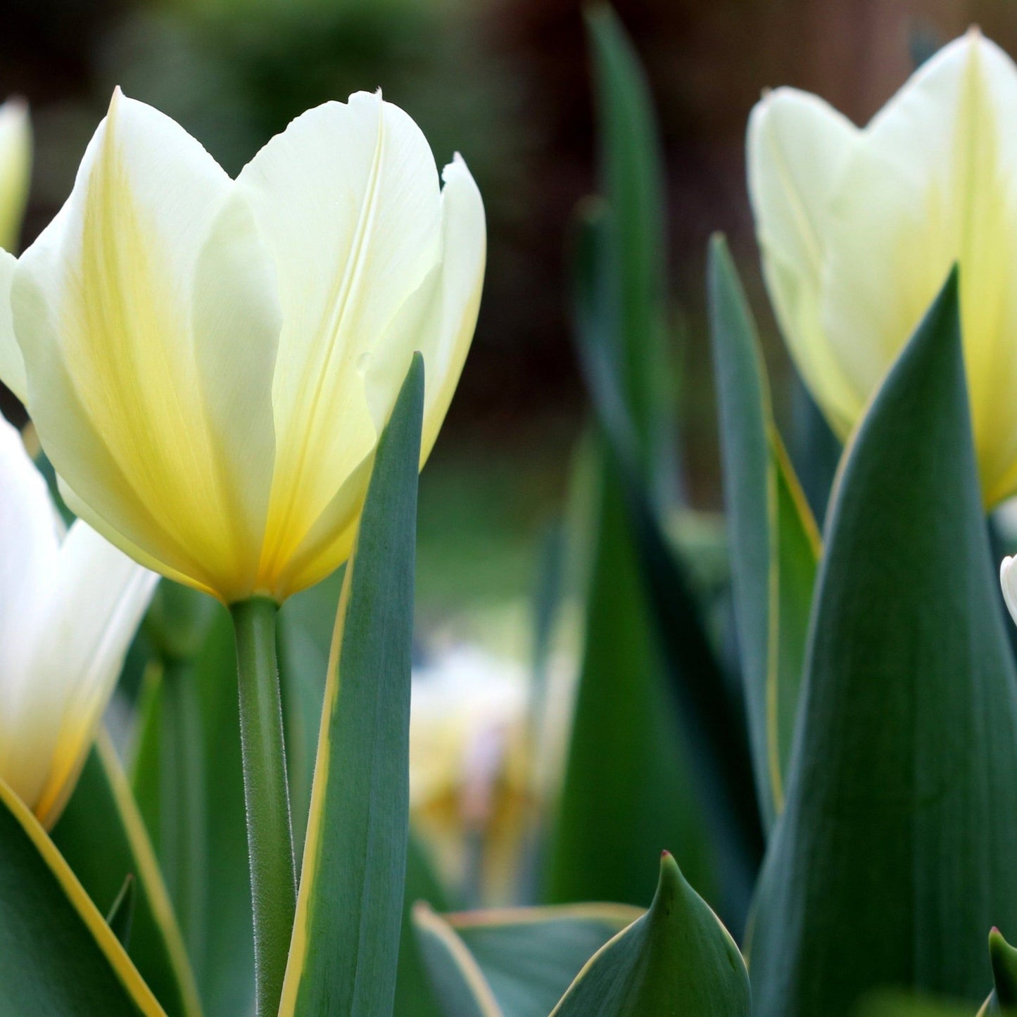 Tulip 'Purissima' (6 Bulbs) - plants - express.com