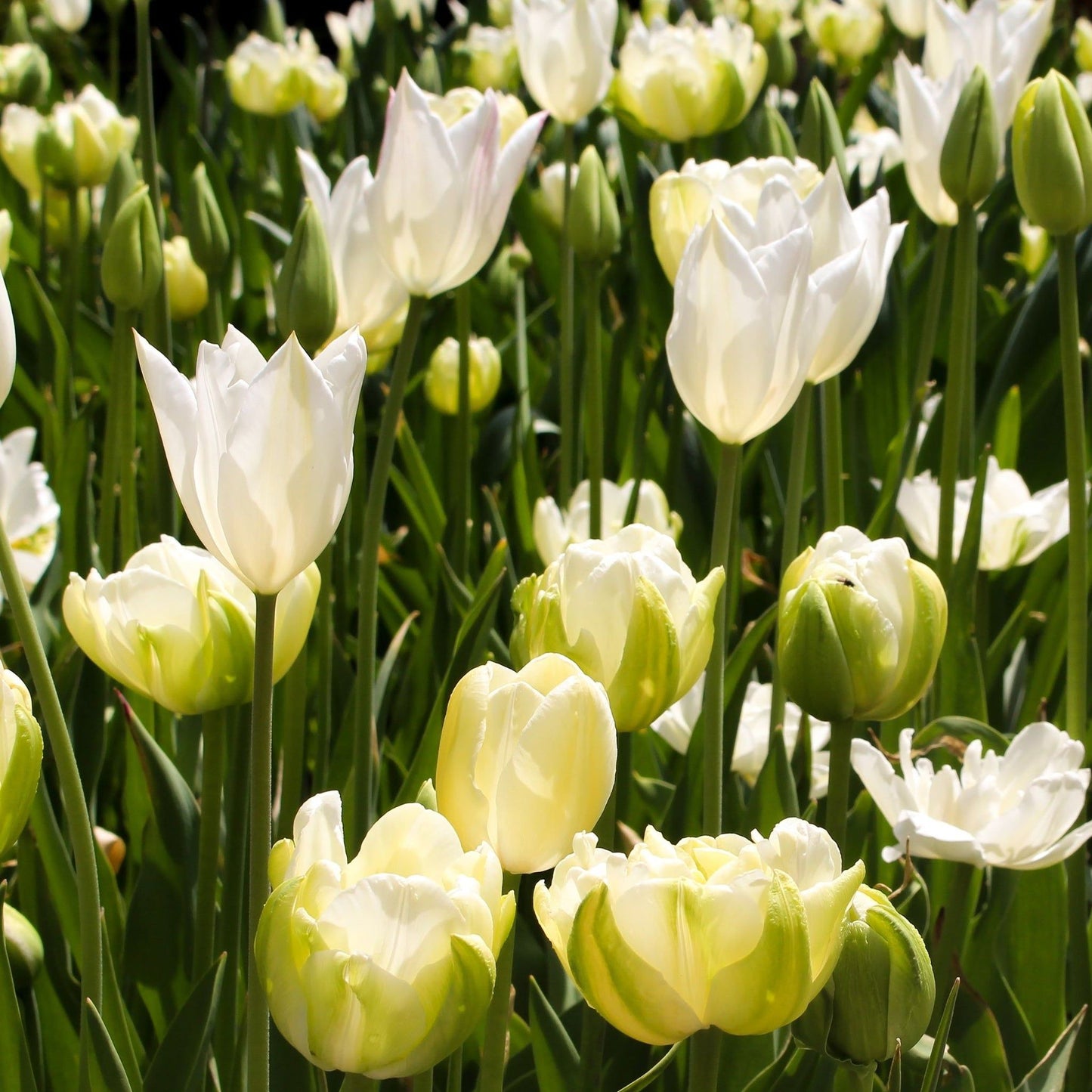 Tulip 'Purissima' (6 Bulbs) - plants - express.com