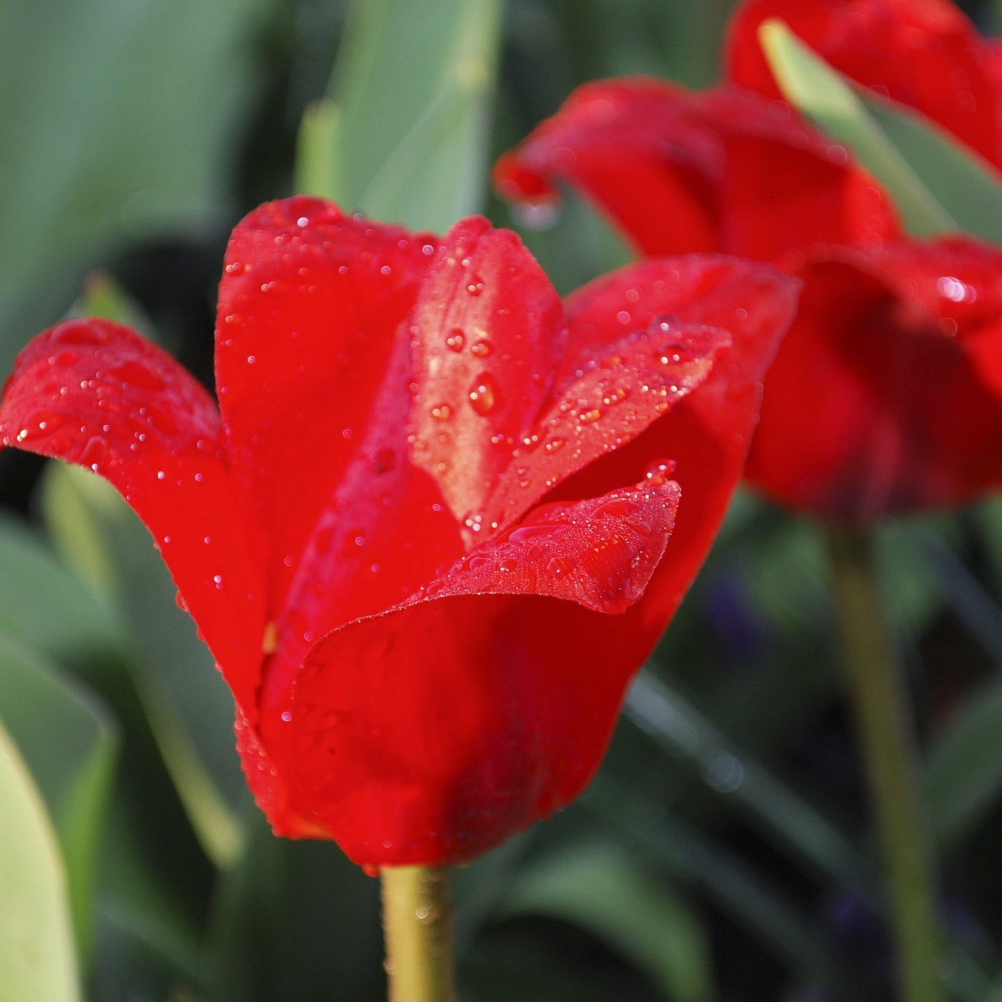 Tulip 'Showwinner' (6 Bulbs) - plants - express.com