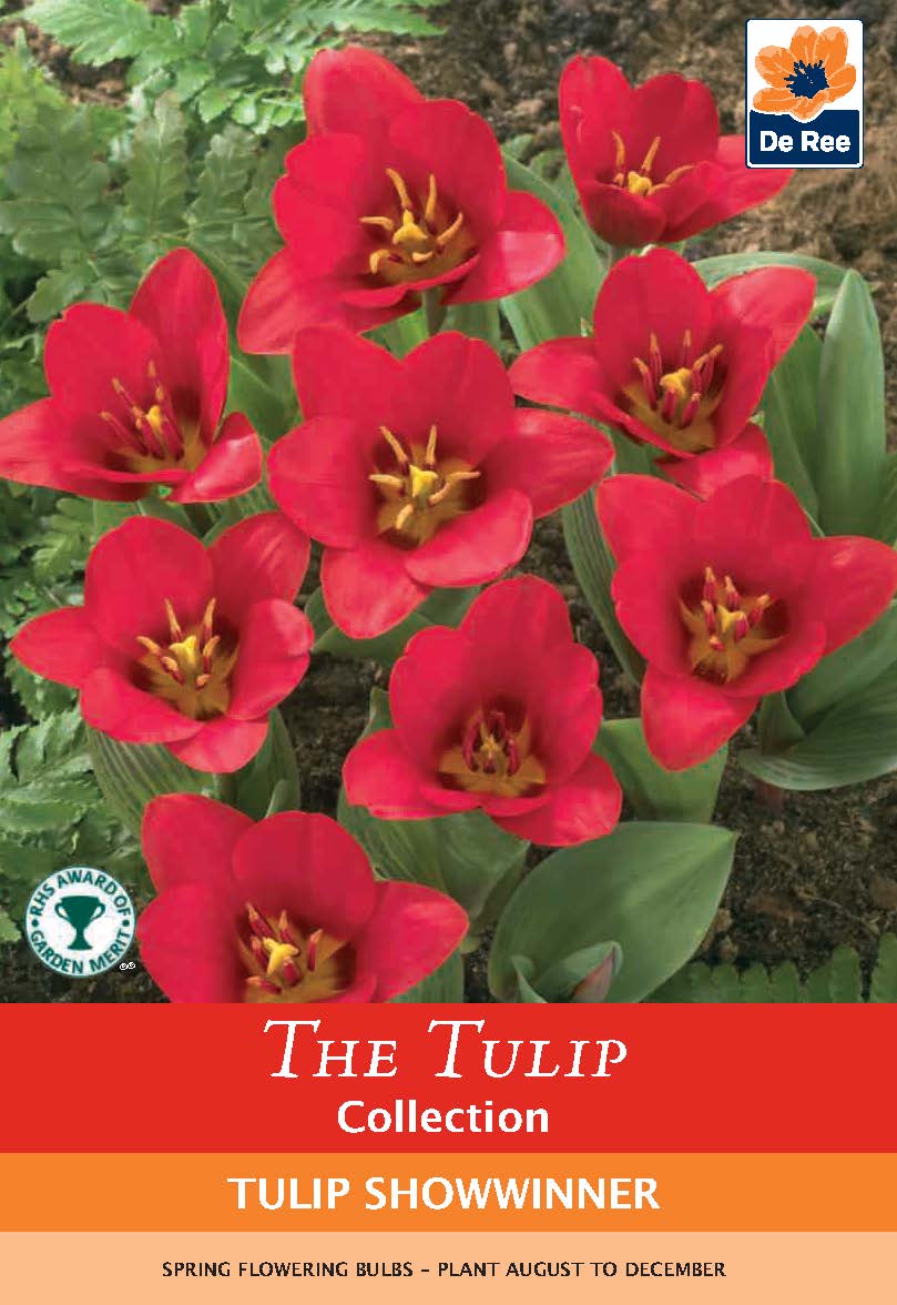 Tulip 'Showwinner' (6 Bulbs) - plants - express.com