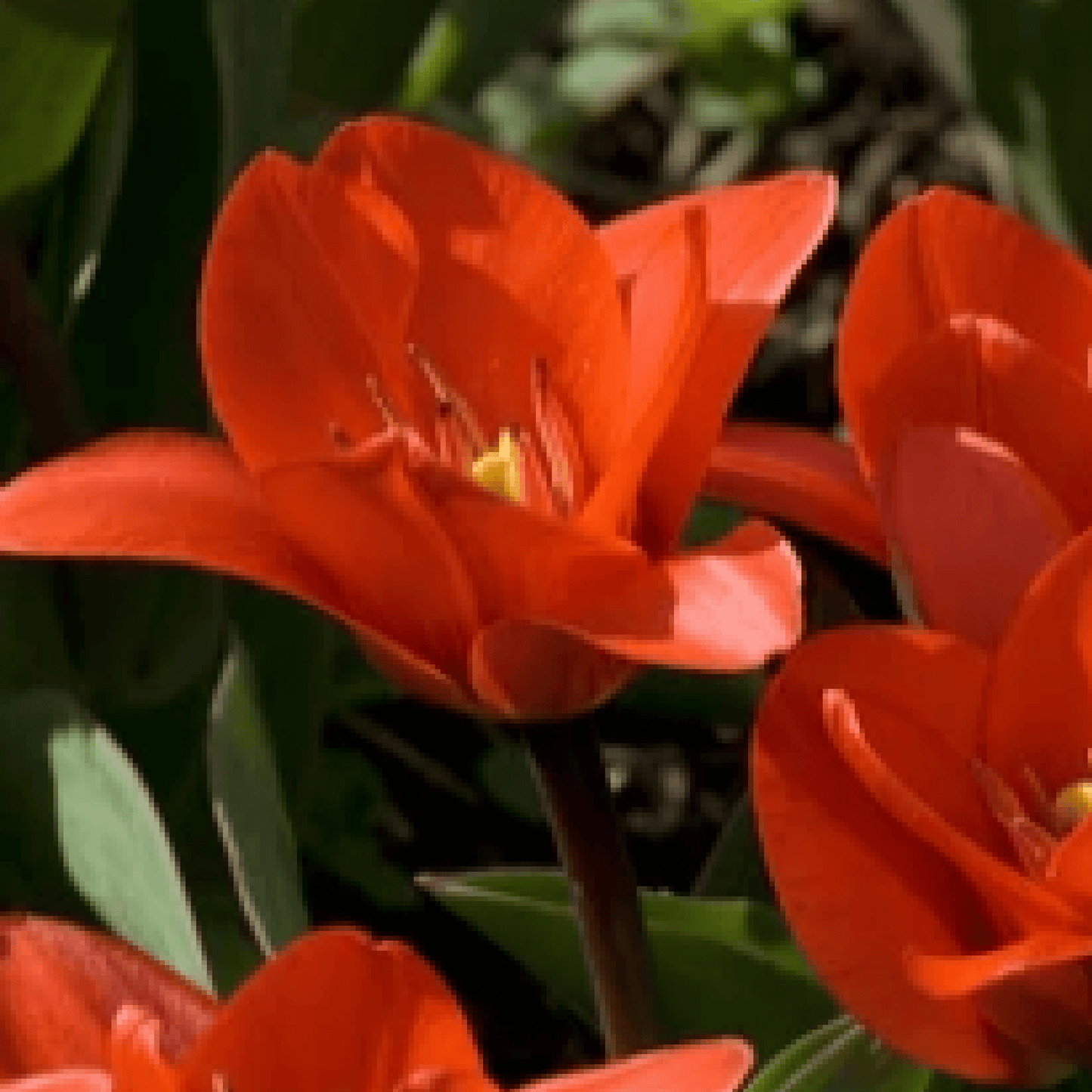Tulip 'Showwinner' (6 Bulbs) - plants - express.com