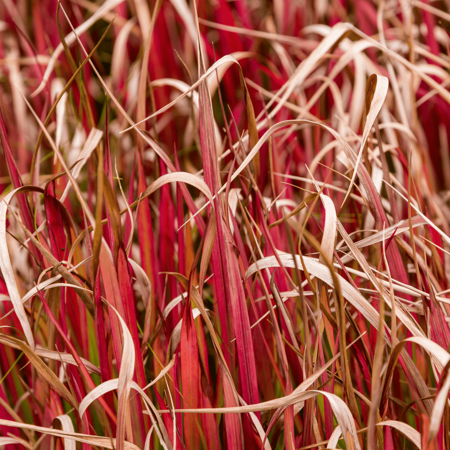 Uncinia 'Rubra' Ornamental Grass 2L - plants - express.com