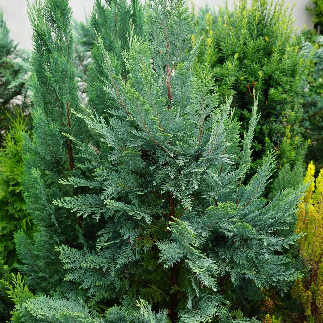 Van Pelt's Blue Cypress: Striking Columnar Evergreen with Stunning Silvery Foliage - plants - express.com