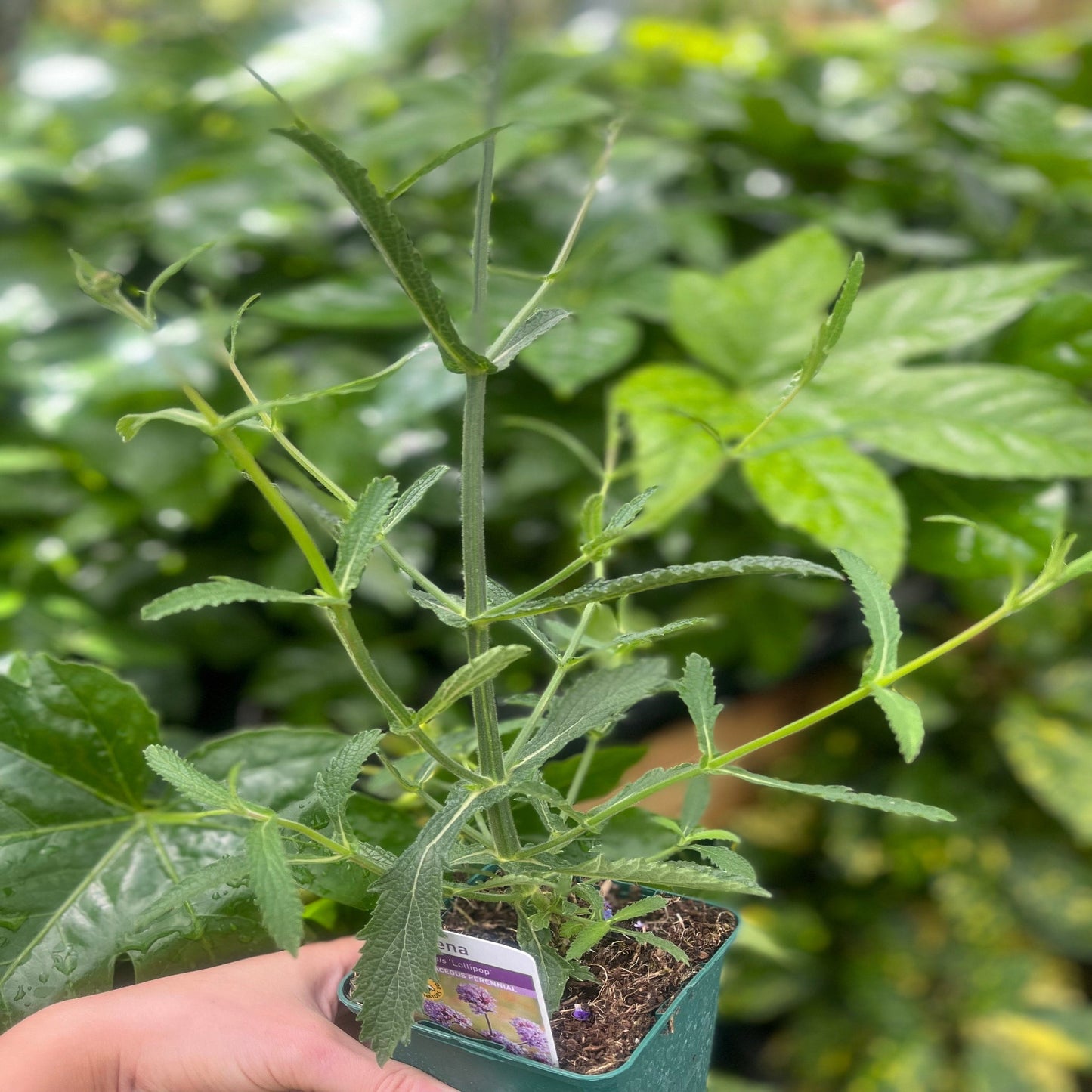Verbena Lollipop 9cm/2L – Compact Perennial with Vibrant Purple - Pink Blooms - plants - express.com