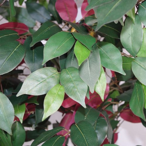 Vibrant 120cm (4ft) Artificial Capensia Tree - Realistic Green & Red Foliage - plants - express.com
