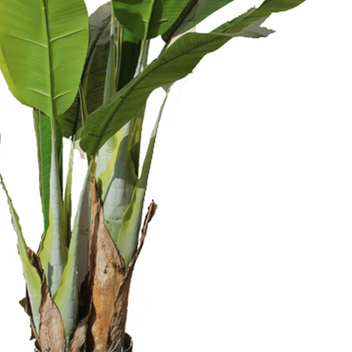 Vibrant 120cm Artificial Banana Tree - Hassle - Free Tropical Elegance! - plants - express.com