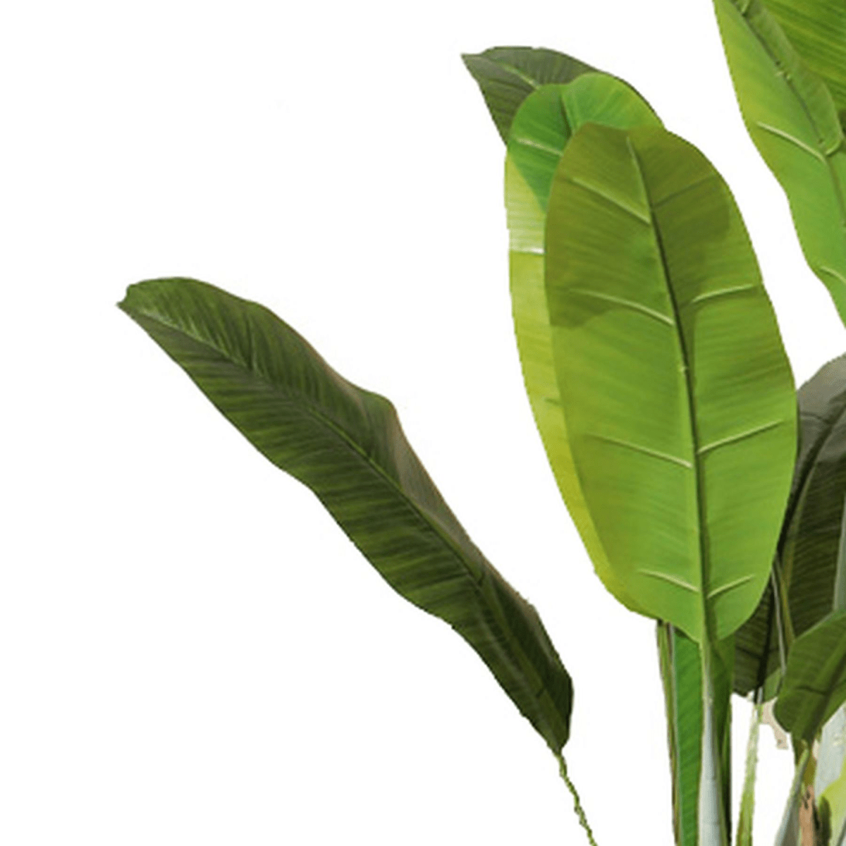 Vibrant 120cm Artificial Banana Tree - Hassle - Free Tropical Elegance! - plants - express.com