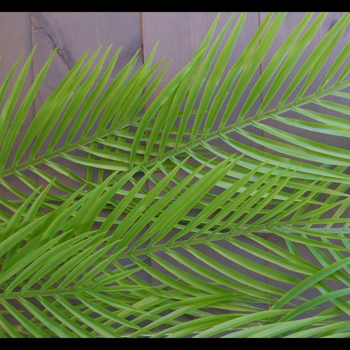 Vibrant 120cm Artificial Hanging Palm Leaf Plant - Perfect for Tropical Décor! - plants - express.com