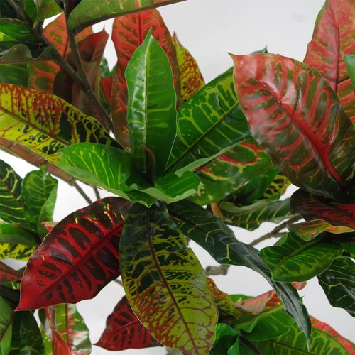 Vibrant 130cm Artificial Codiaeum: Lush, Safe & Stunning House Plant - plants - express.com