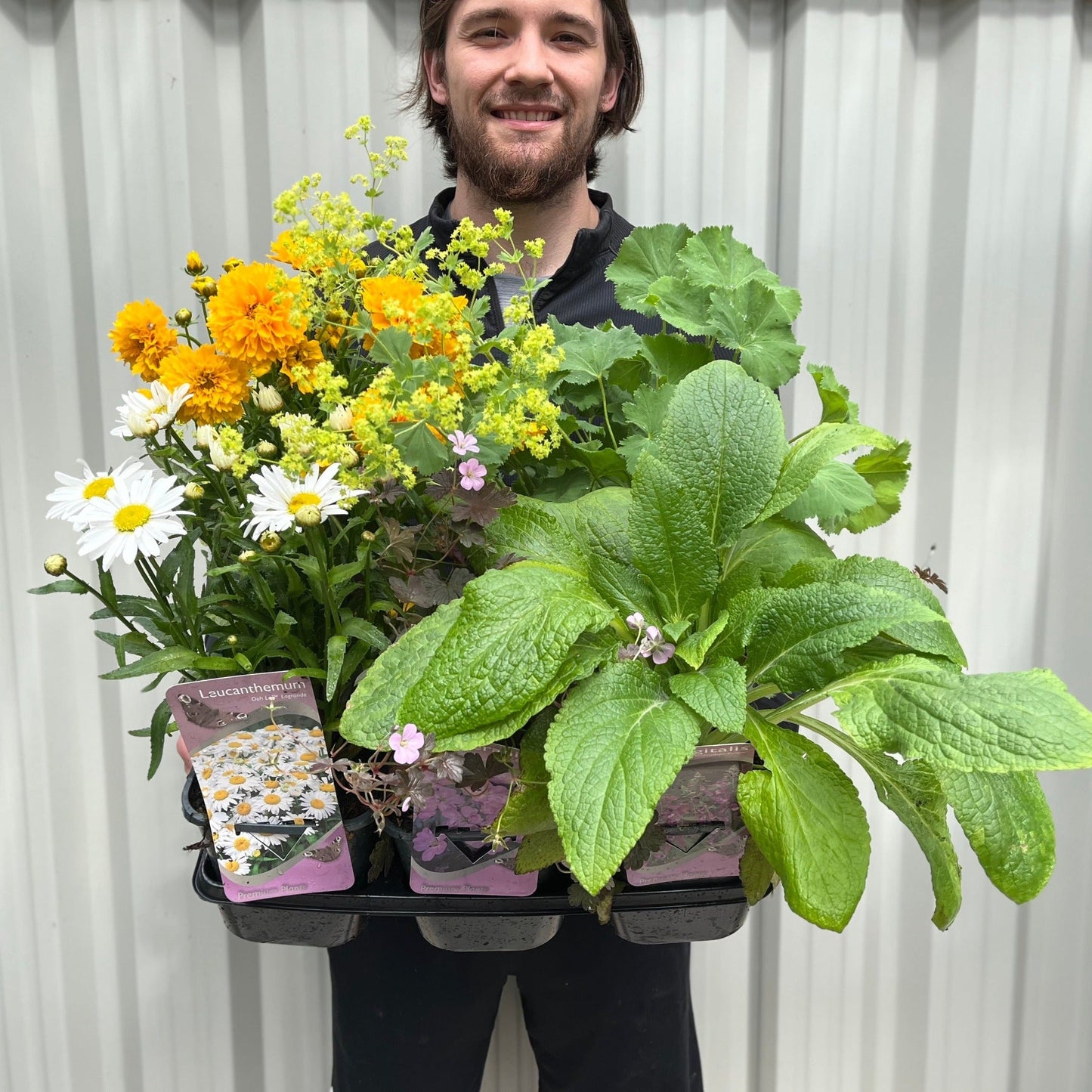 Vibrant 3 x 2L Perennial Plant Collection - Year - Round Color for £27.99! - plants - express.com