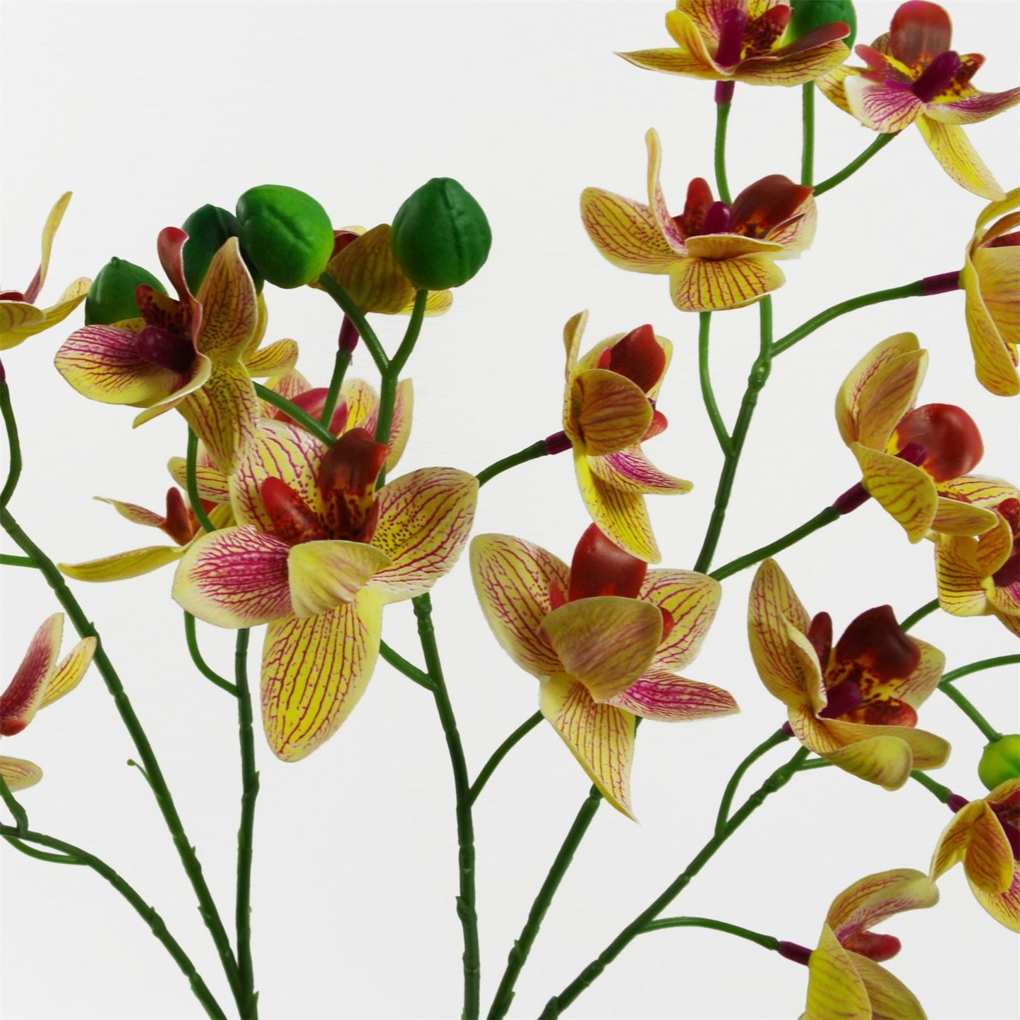 Vibrant 43cm Pink & Yellow Orchid in Stylish Ceramic Planter - Perfect Decor! - plants - express.com