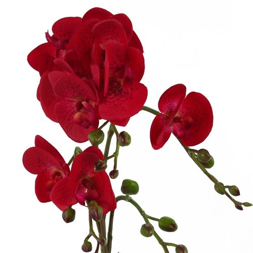 Vibrant 50cm Red Leopard Phalaenopsis Orchid in Elegant Gold Honeycomb Pot - plants - express.com