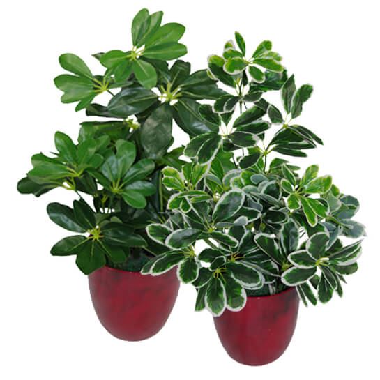 Vibrant 55cm Dark Green Artificial Schefflera Arboricola - Perfect Home Accent! - plants - express.com