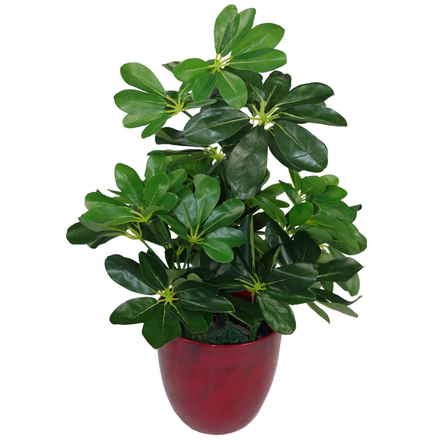 Vibrant 55cm Dark Green Artificial Schefflera Arboricola - Perfect Home Accent! - plants - express.com
