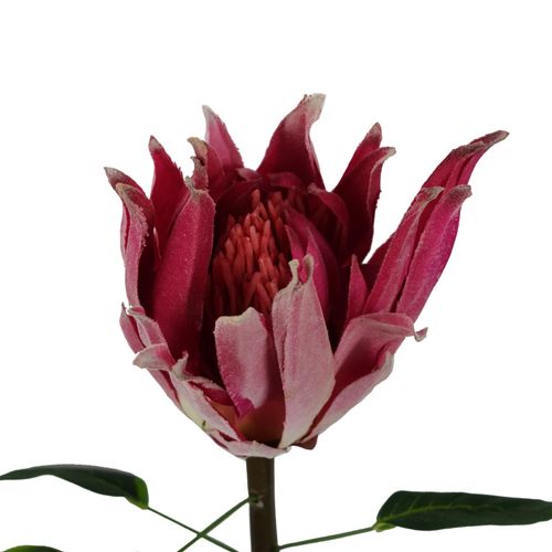 Vibrant 65cm Pink Protea Sugarbush Stem - Realistic Silk Flower Décor - plants - express.com