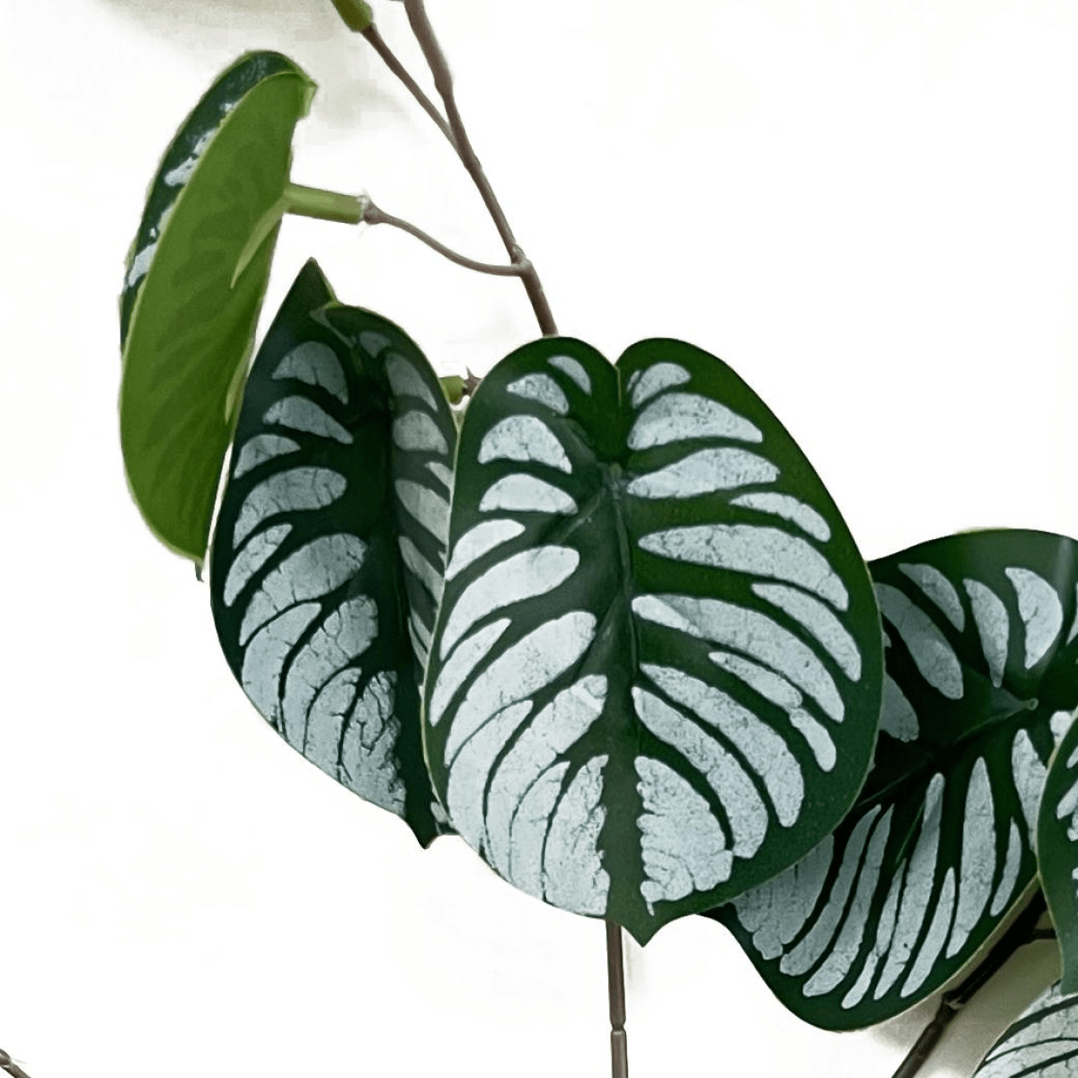 Vibrant 70cm Realistic Artificial Zebra Foliage – No Maintenance Decor - plants - express.com