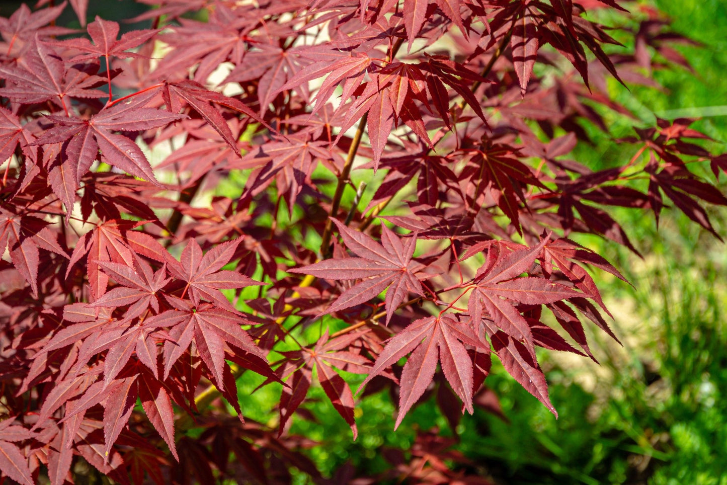 Vibrant Acer Palmatum Atropurpureum - Stunning Red - Leaf Japanese Maple! - plants - express.com