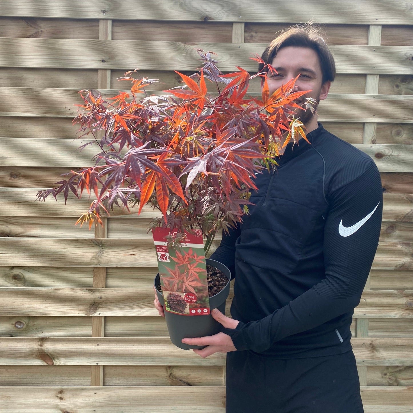 Vibrant Acer Palmatum Atropurpureum - Stunning Red - Leaf Japanese Maple! - plants - express.com
