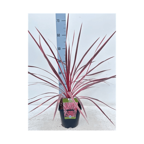 Vibrant Cordyline australis 'Charlie Boy' - 2L Evergreen Shrub for Bold Gardens - plants - express.com