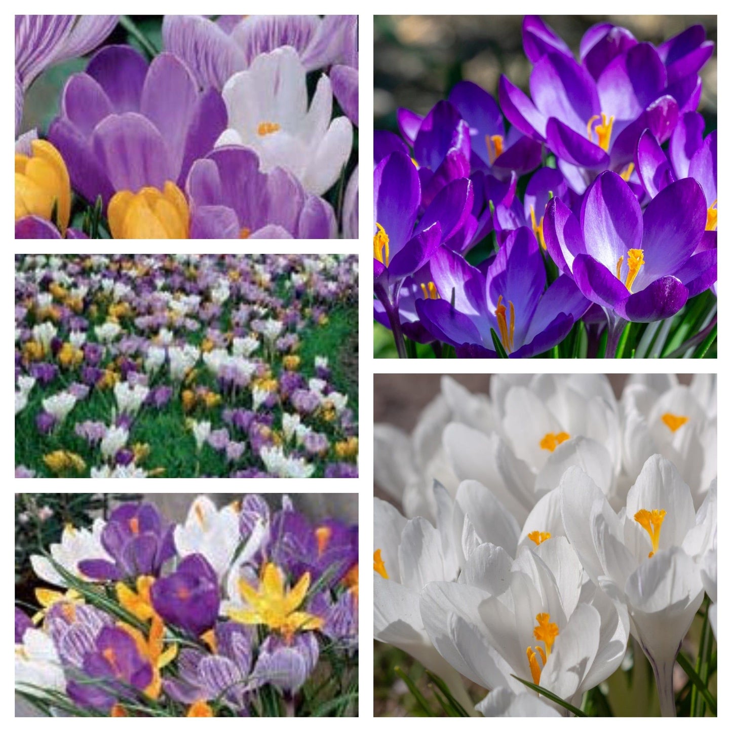 Vibrant Crocus Mixed Bulbs - 16 Colorful Blossoms for Spring Splendor - plants - express.com