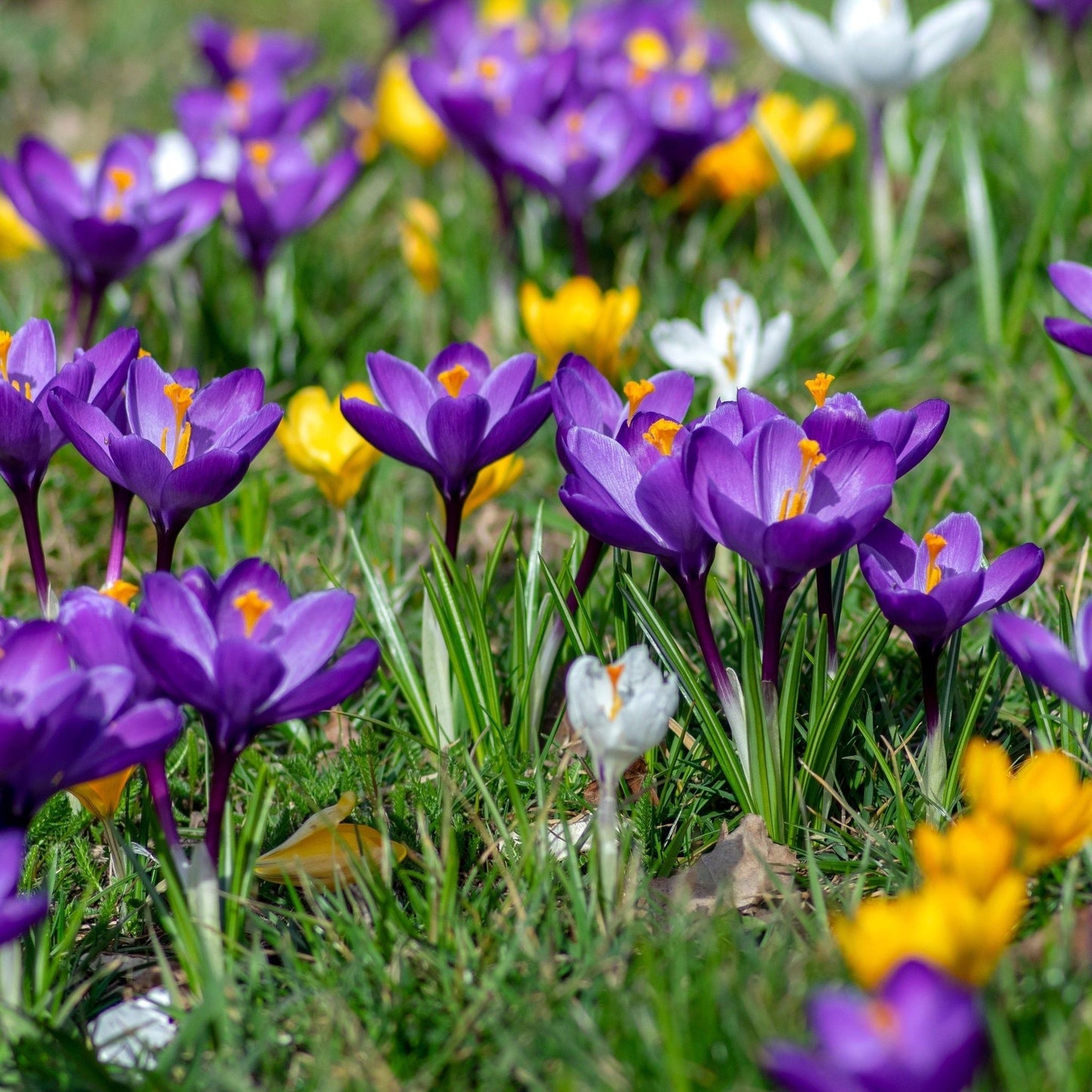 Vibrant Crocus Mixed Bulbs - 16 Colorful Blossoms for Spring Splendor - plants - express.com