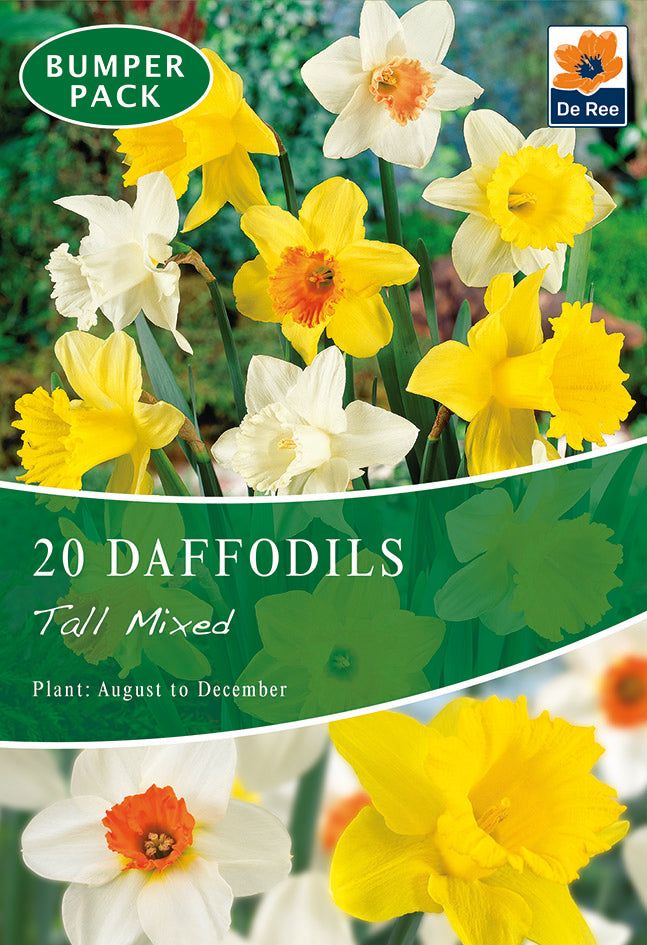 Vibrant Daffodil Tall Mix - 20 Premium Bulbs for Stunning Spring Blooms - plants - express.com