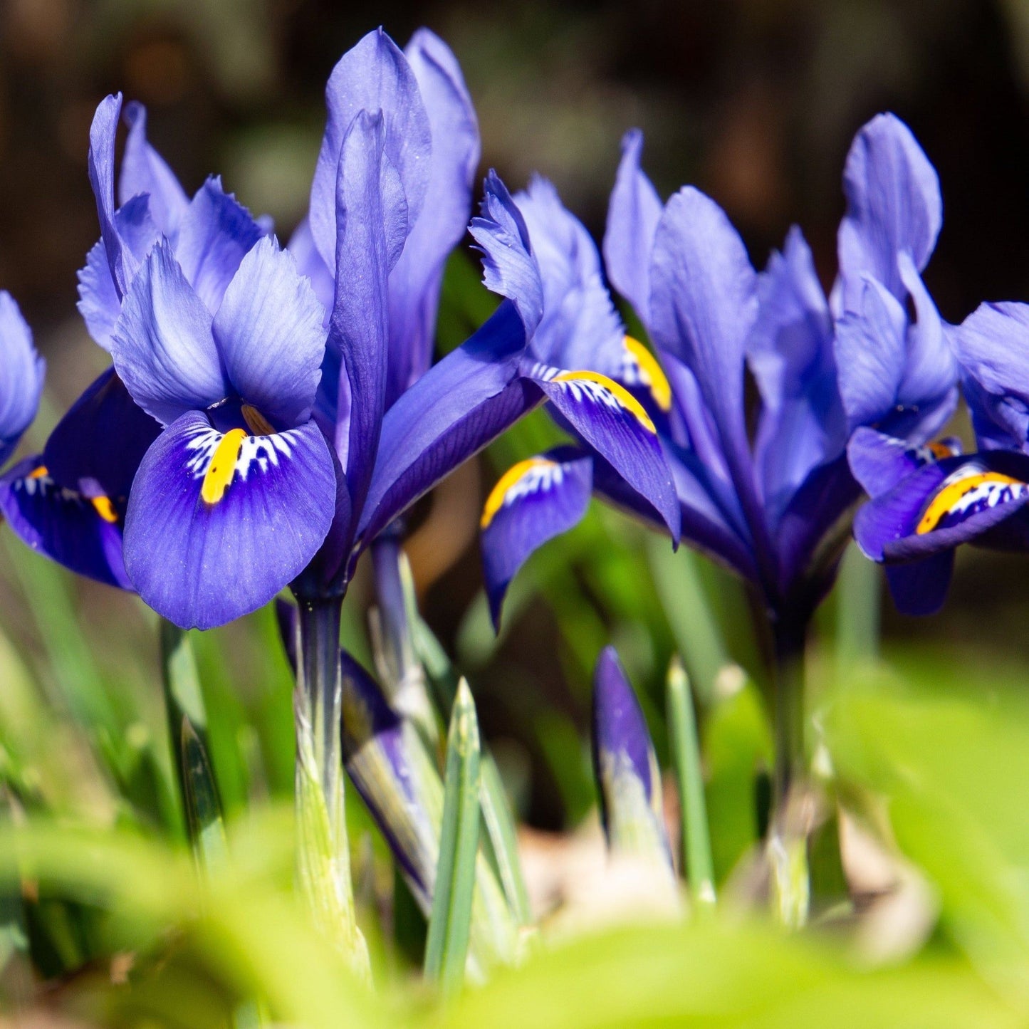 Vibrant Dwarf Iris 'Reticulata Blue' - 12 Fragrant Bulbs for Your Garden - plants - express.com