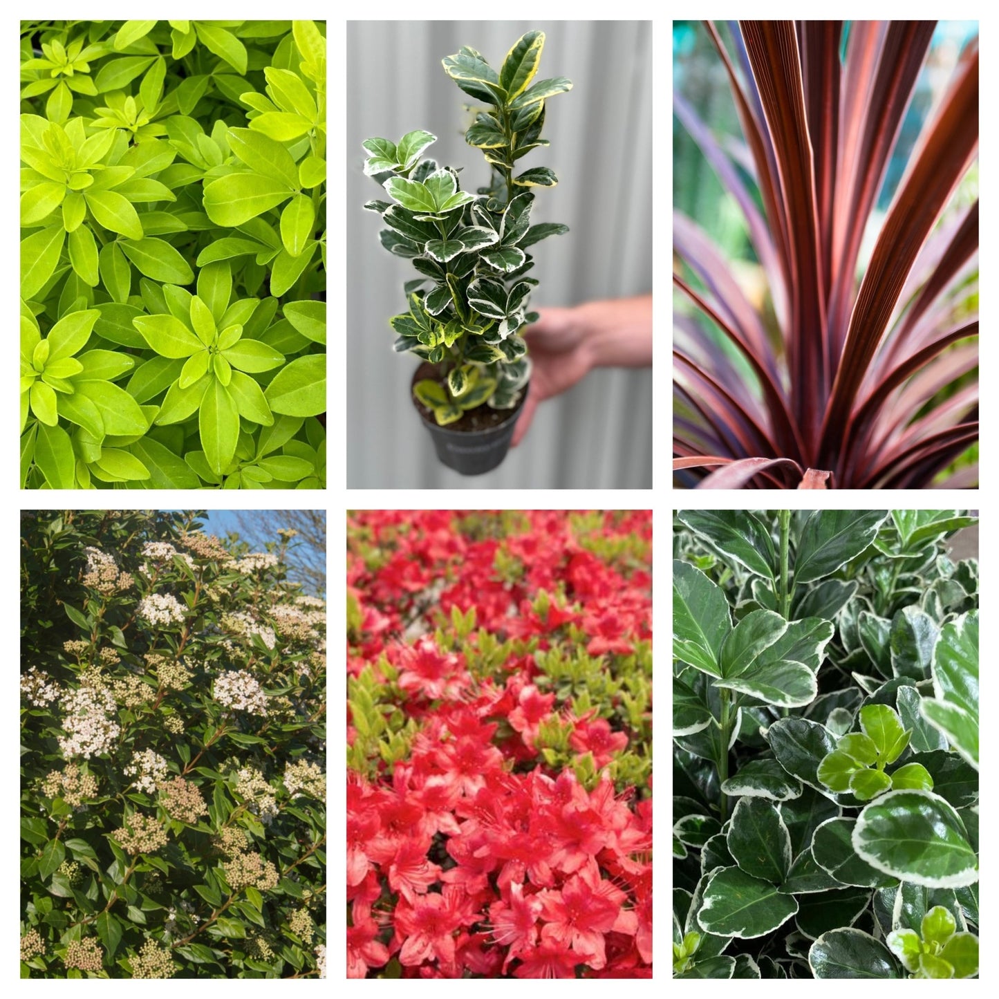 Vibrant Evergreen Shrub Collection - 6 Hardy Plants for Year - Round Color! - plants - express.com
