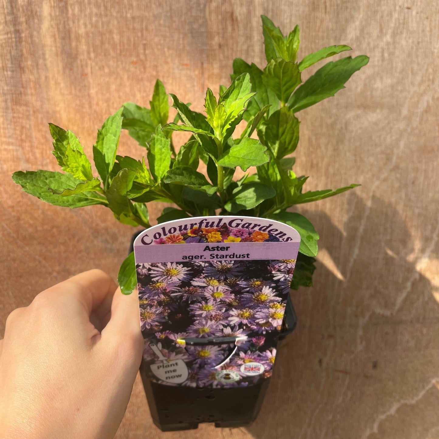 Vibrant Late Summer Perennial Trio - 9cm Pots for a Colorful Garden! - plants - express.com