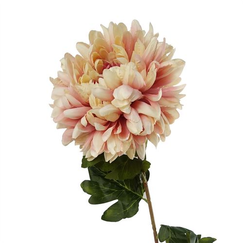 Vibrant Pack of 6 Pink Silk Reflex Chrysanthemums - Extra Large 75cm Stems - plants - express.com