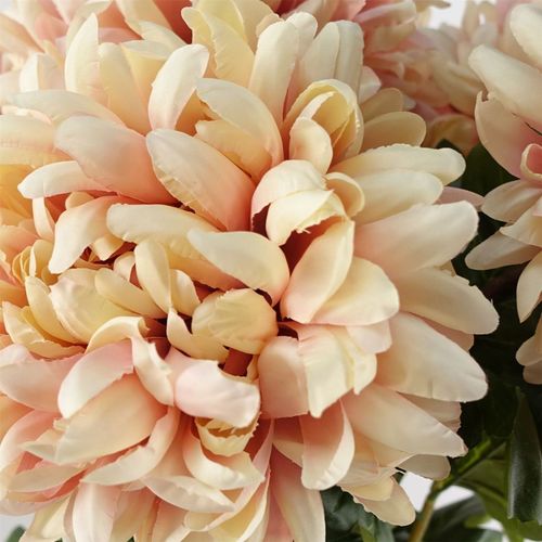 Vibrant Pack of 6 Pink Silk Reflex Chrysanthemums - Extra Large 75cm Stems - plants - express.com