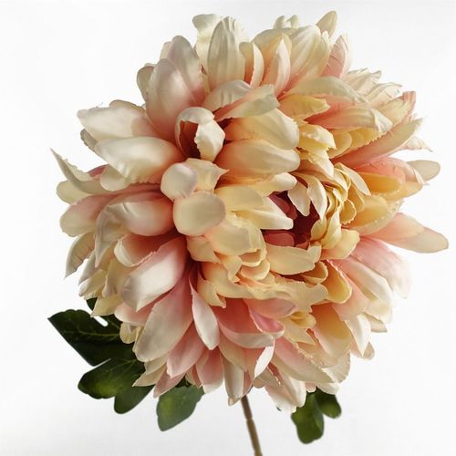 Vibrant Pack of 6 Pink Silk Reflex Chrysanthemums - Extra Large 75cm Stems - plants - express.com