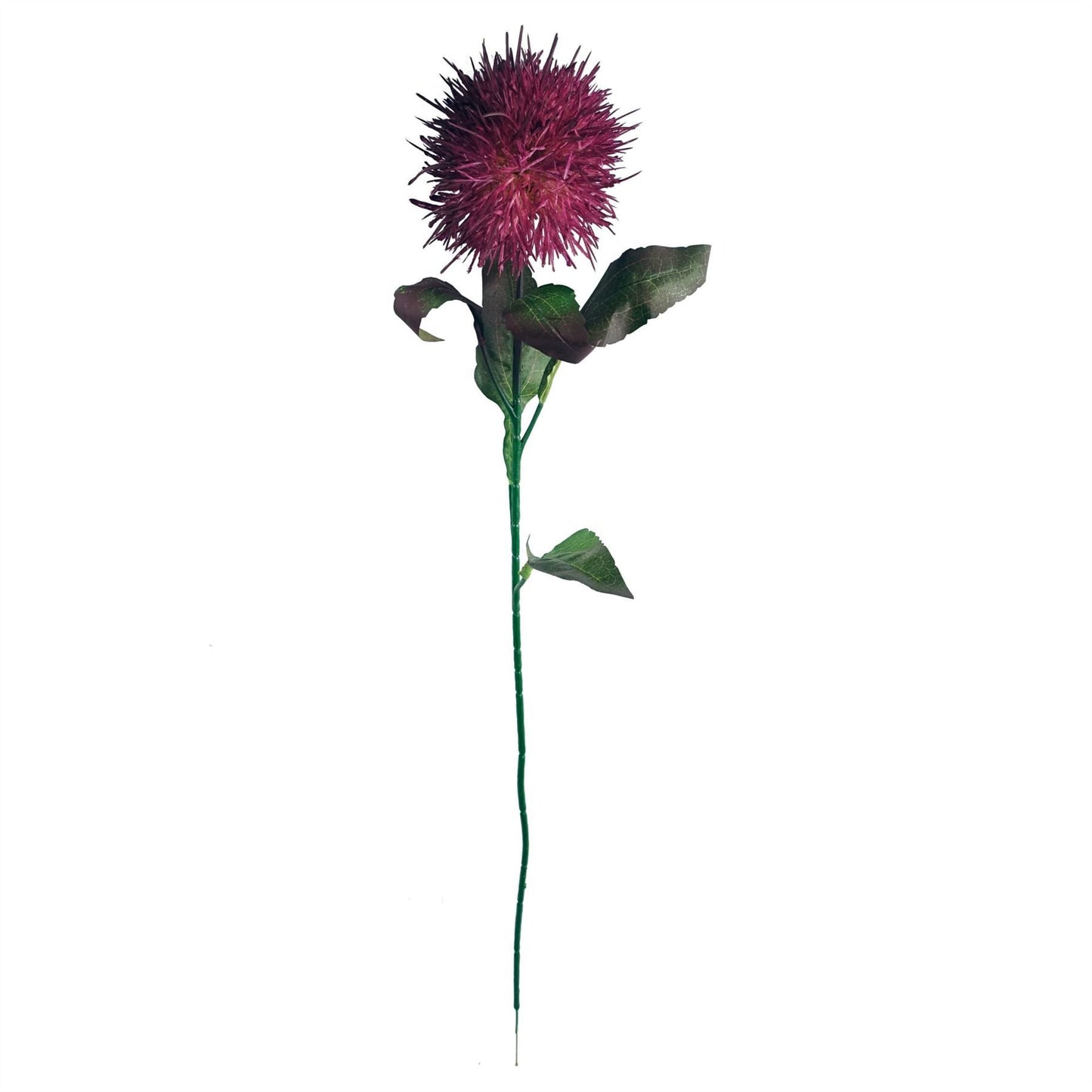 Vibrant Pack of 6 Purple Globe Thistle Stems for Stunning Arrangements! - plants - express.com