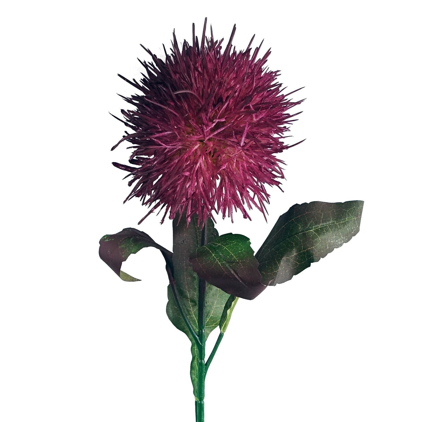 Vibrant Pack of 6 Purple Globe Thistle Stems for Stunning Arrangements! - plants - express.com