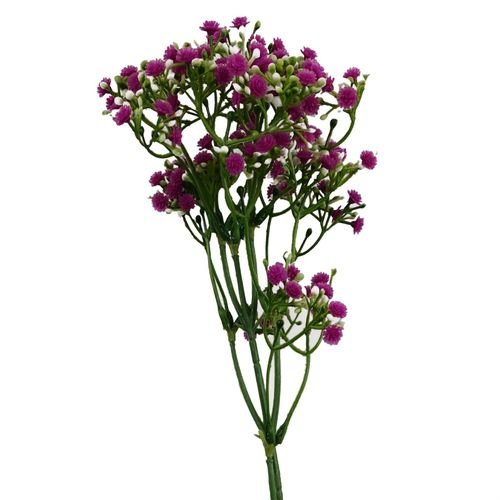 Vibrant Pink Gypsophila Stem Set - Pack of 6, 55cm Floral Decor Delights! - plants - express.com