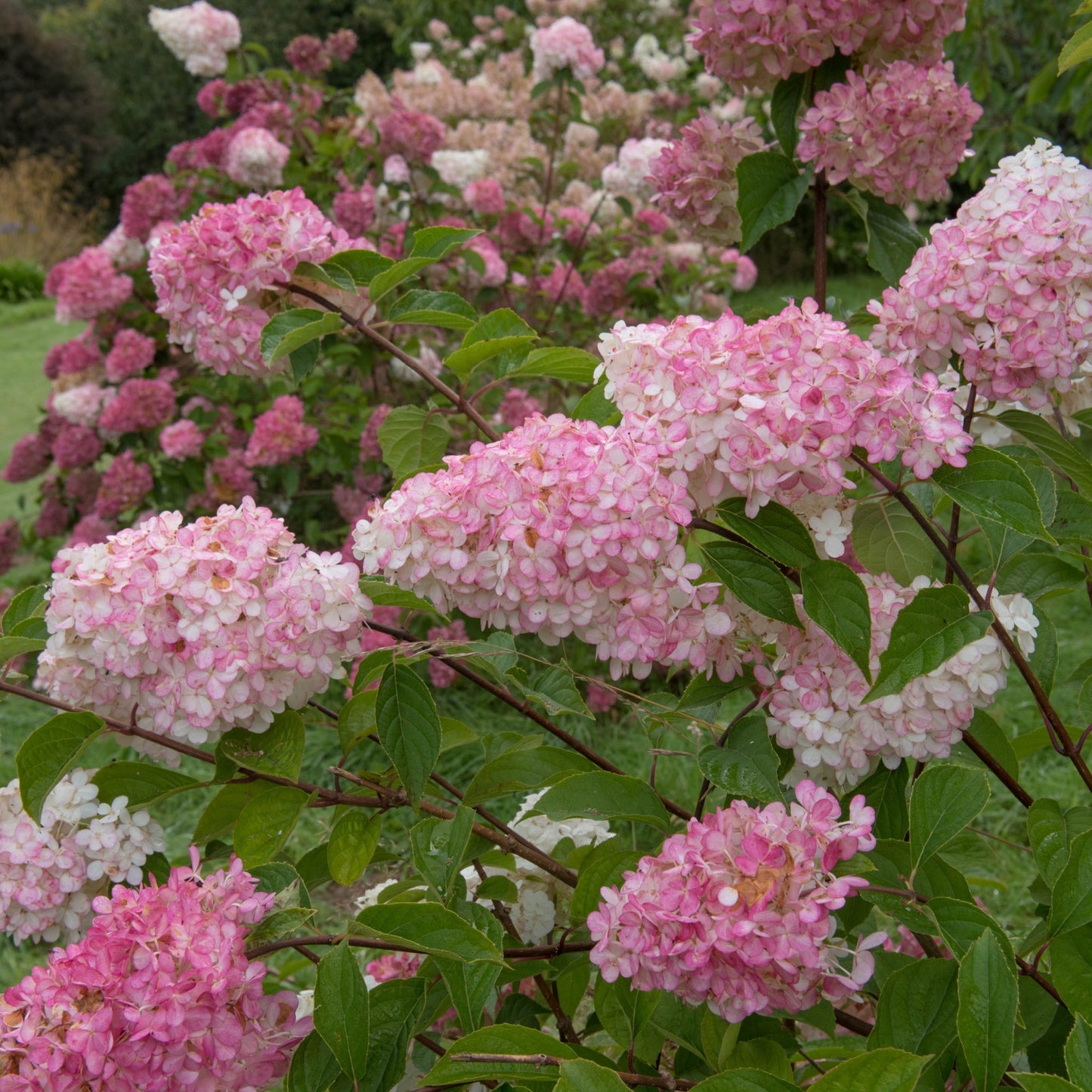 Vibrant 'Pink Light' Hydrangea Paniculata - Long - Lasting Floral Beauty (2L/5L) - plants - express.com