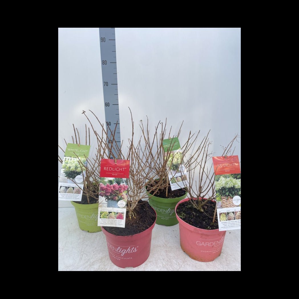 Vibrant 'Pink Light' Hydrangea Paniculata - Long - Lasting Floral Beauty (2L/5L) - plants - express.com