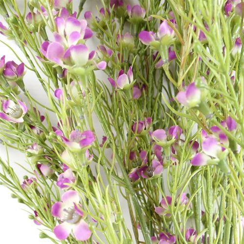 Vibrant Purple Artificial Flower Stems - Pack of 6, 100cm Beautiful Decor - plants - express.com