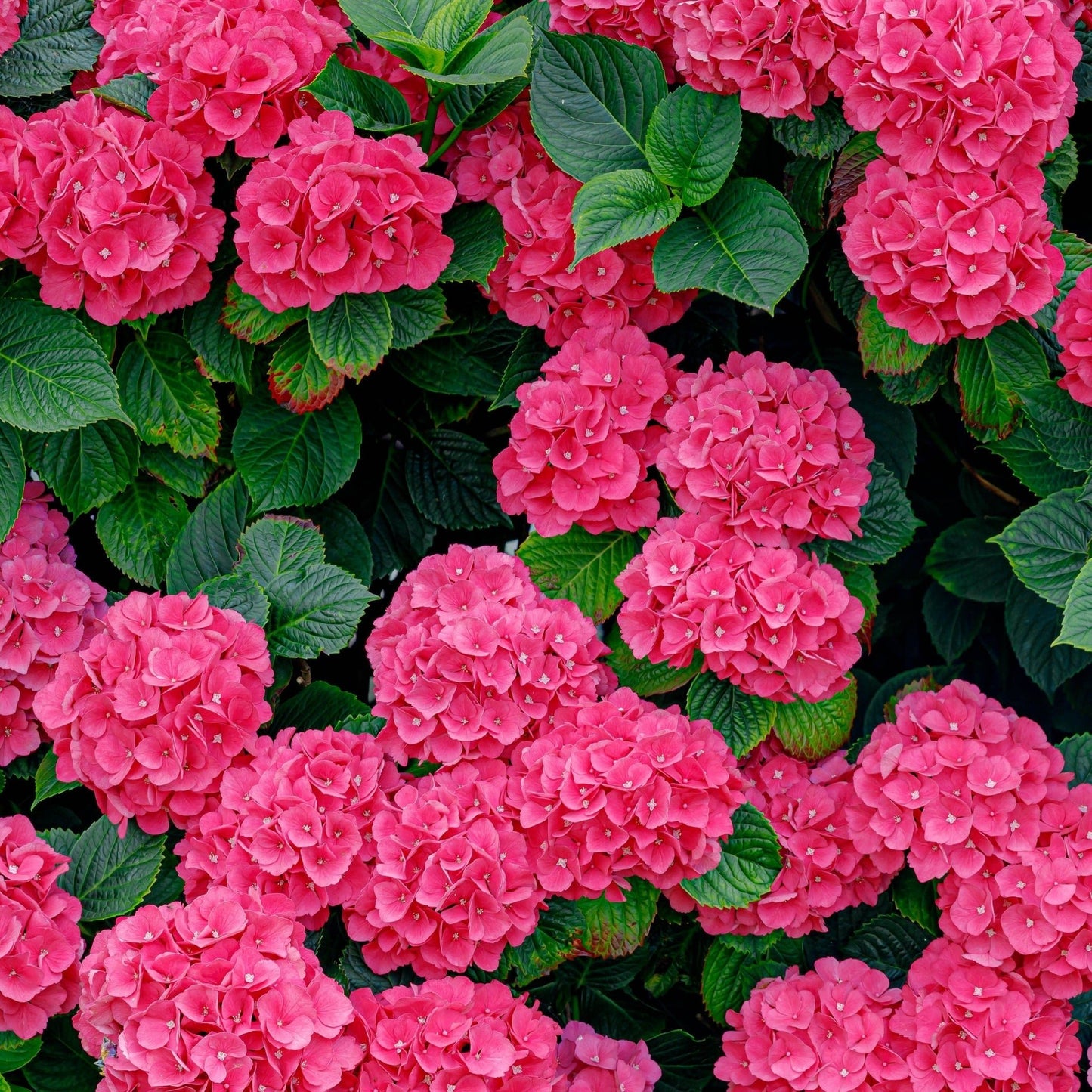 Vibrant Red Ball Hydrangea: Stunning Clusters of Bold Blossoms - plants - express.com