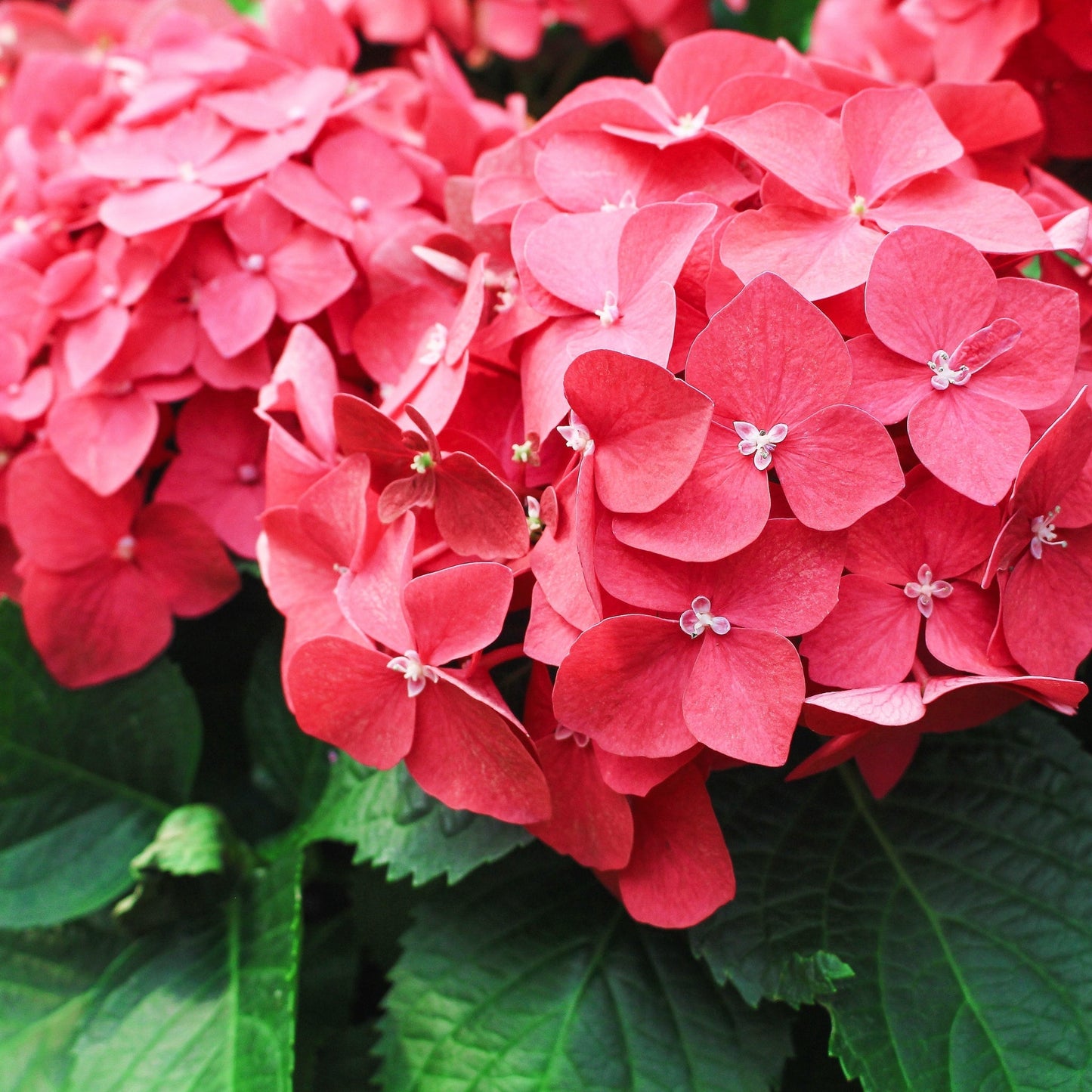 Vibrant Red Ball Hydrangea: Stunning Clusters of Bold Blossoms - plants - express.com