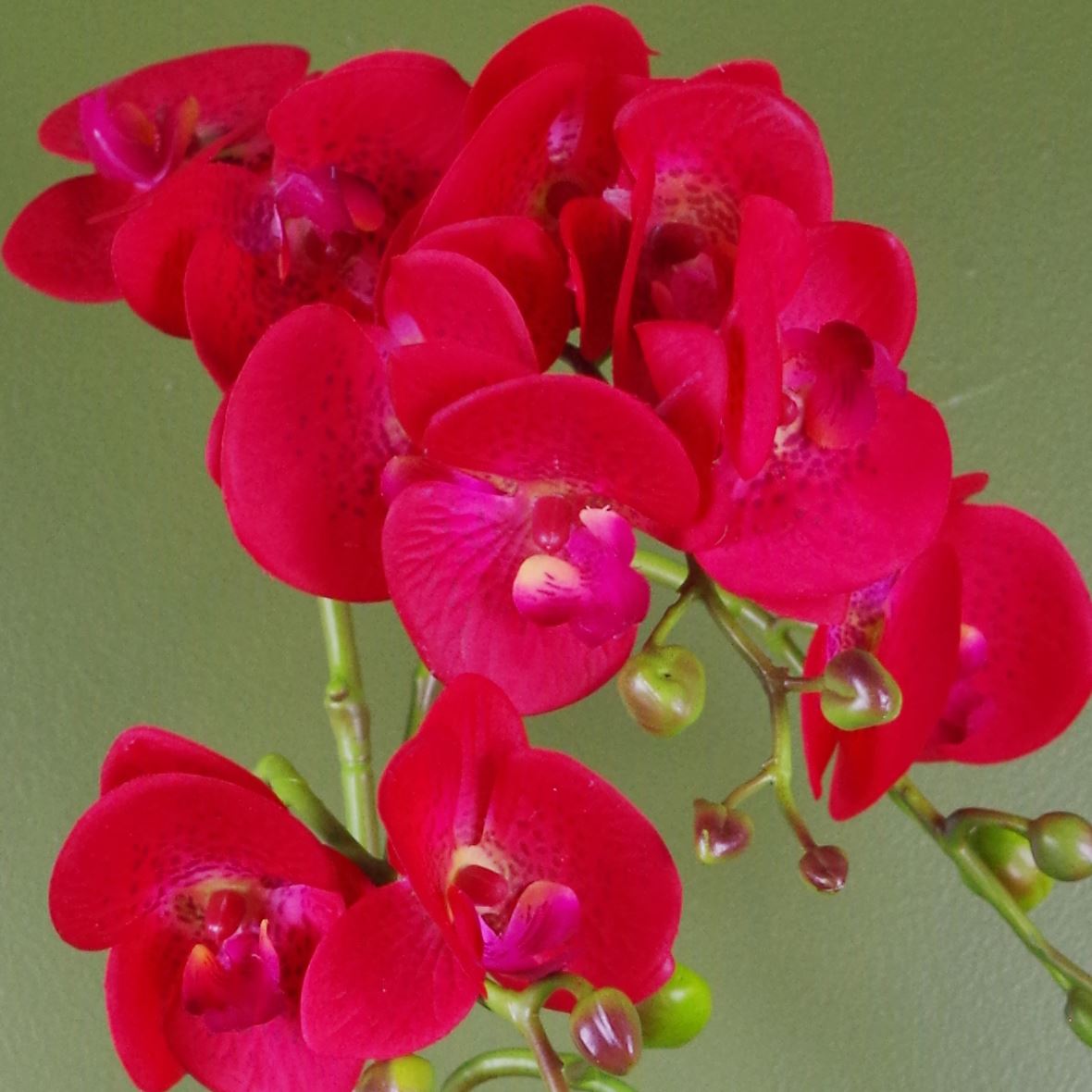 Vibrant Red Leopard Phalaenopsis Orchid in Elegant Gold Pot - 50cm Charm! - plants - express.com