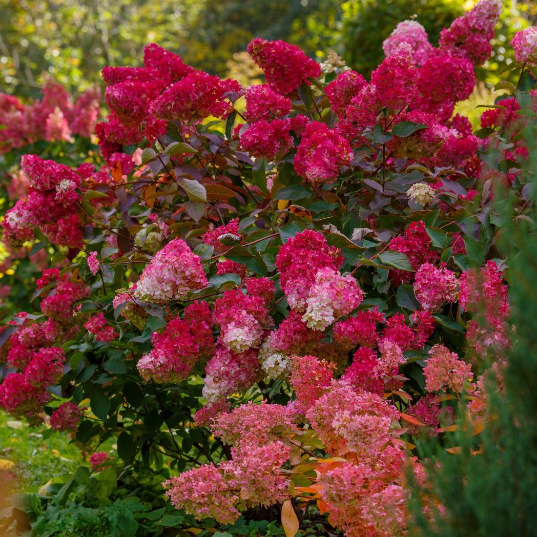 Vibrant 'Red Light' Hydrangea: Stunning Blooms in 2L & 5L Sizes! - plants - express.com