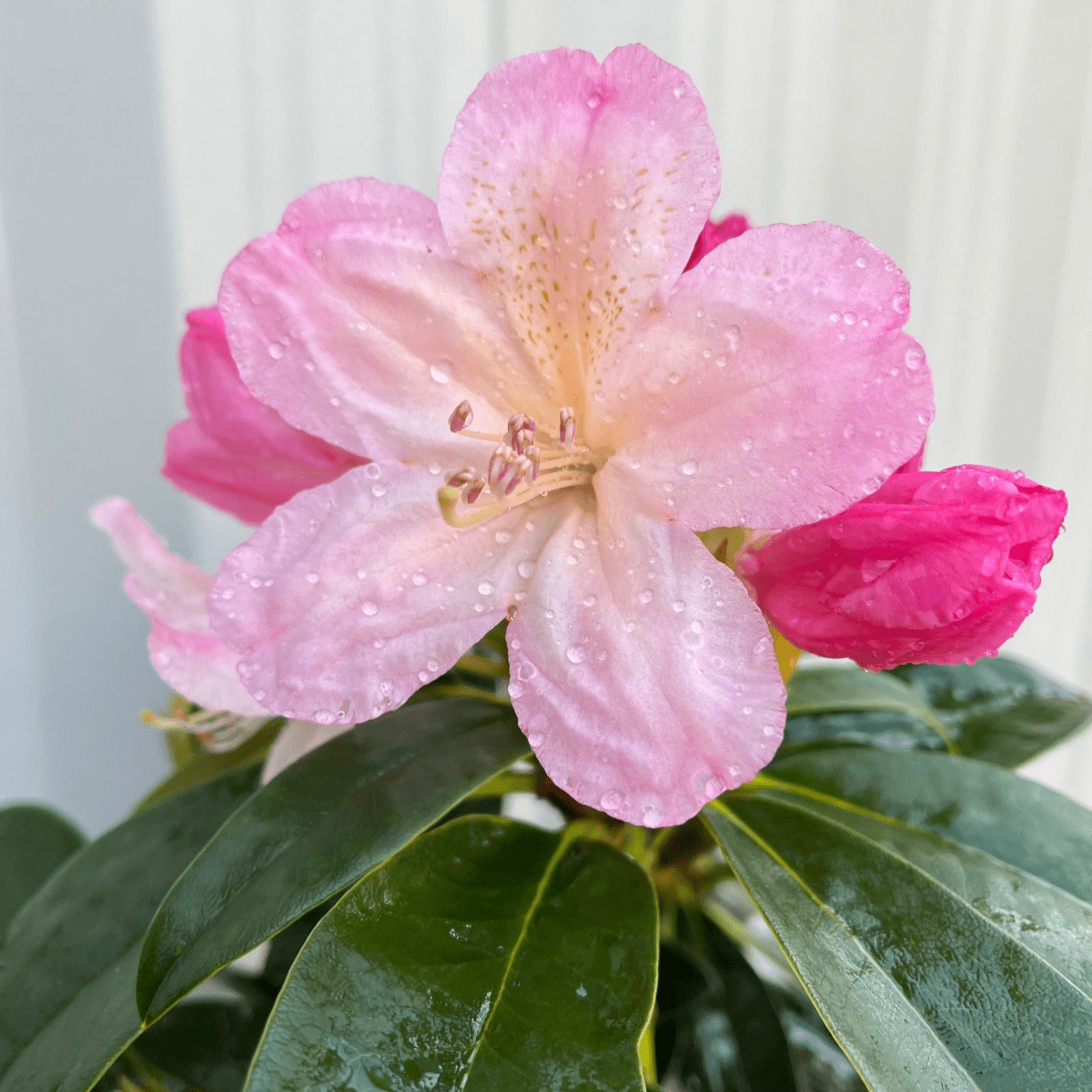 Vibrant Rhododendron 'Percy Wiseman' - Marshmallow Pink Blooms in 3L Pot - plants - express.com