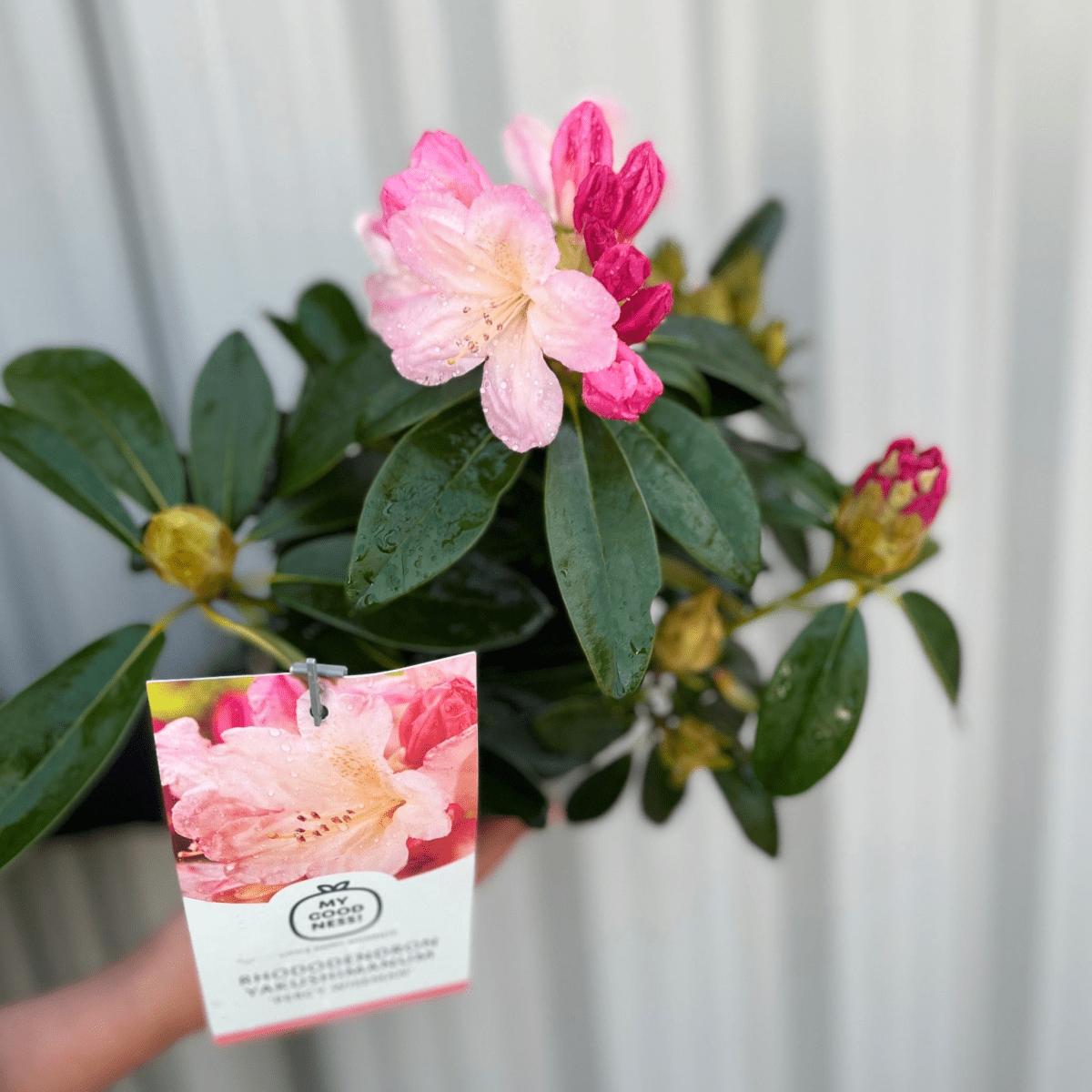 Vibrant Rhododendron 'Percy Wiseman' - Marshmallow Pink Blooms in 3L Pot - plants - express.com