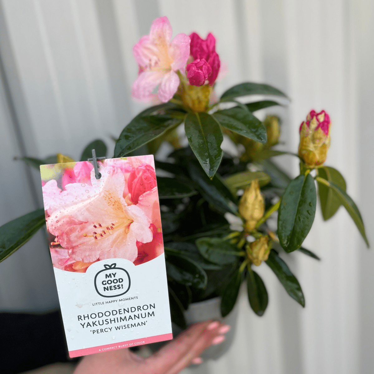 Vibrant Rhododendron 'Percy Wiseman' - Marshmallow Pink Blooms in 3L Pot - plants - express.com