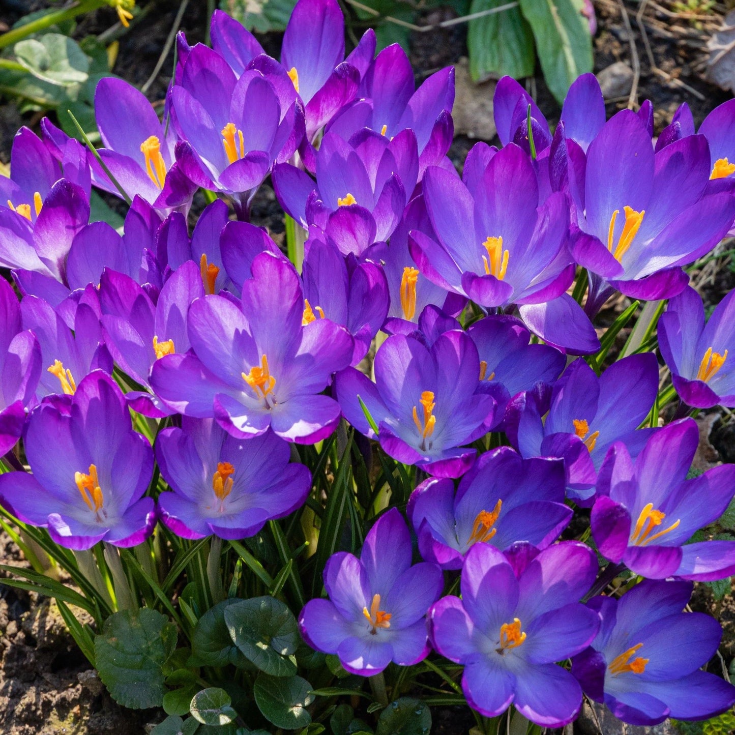 Vibrant Ruby Giant Crocus Bulbs - 12 Pack for Stunning Spring Blooms! - plants - express.com