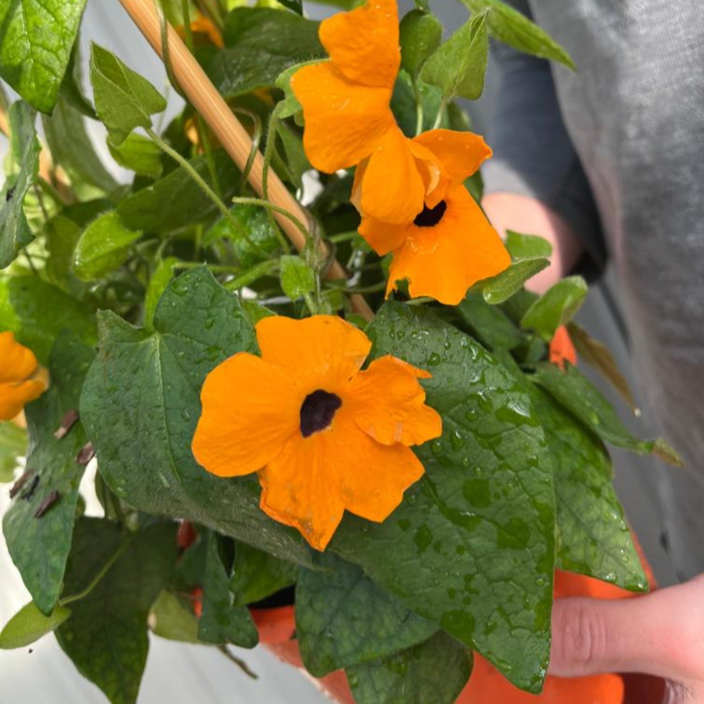 Vibrant Thunbergia alata 'Black Eyed Susie' - Bright Orange Climbing Beauty - plants - express.com