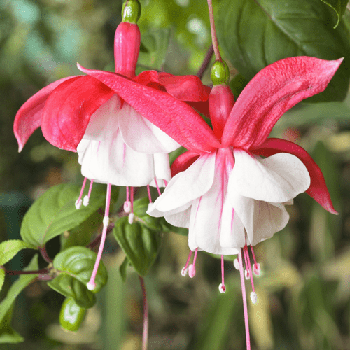 Vibrant Trio: Mixed Hardy Fuchsia Plants for Stunning Summer Blooms - plants - express.com