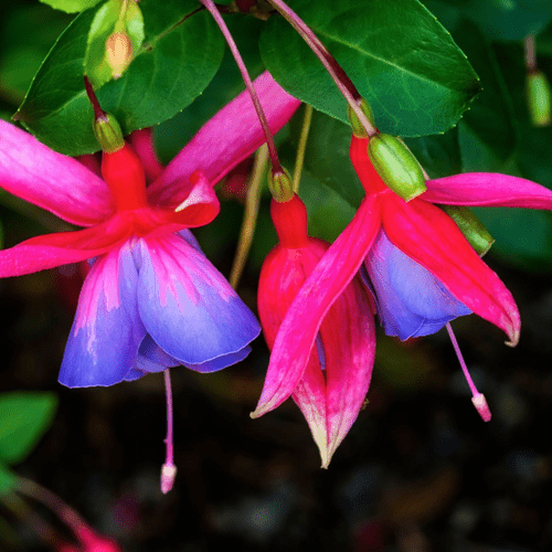 Vibrant Trio: Mixed Hardy Fuchsia Plants for Stunning Summer Blooms - plants - express.com