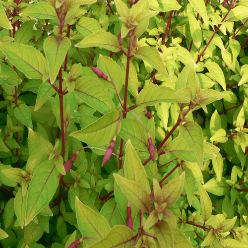 Vibrant Trio: Mixed Hardy Fuchsia Plants for Stunning Summer Blooms - plants - express.com